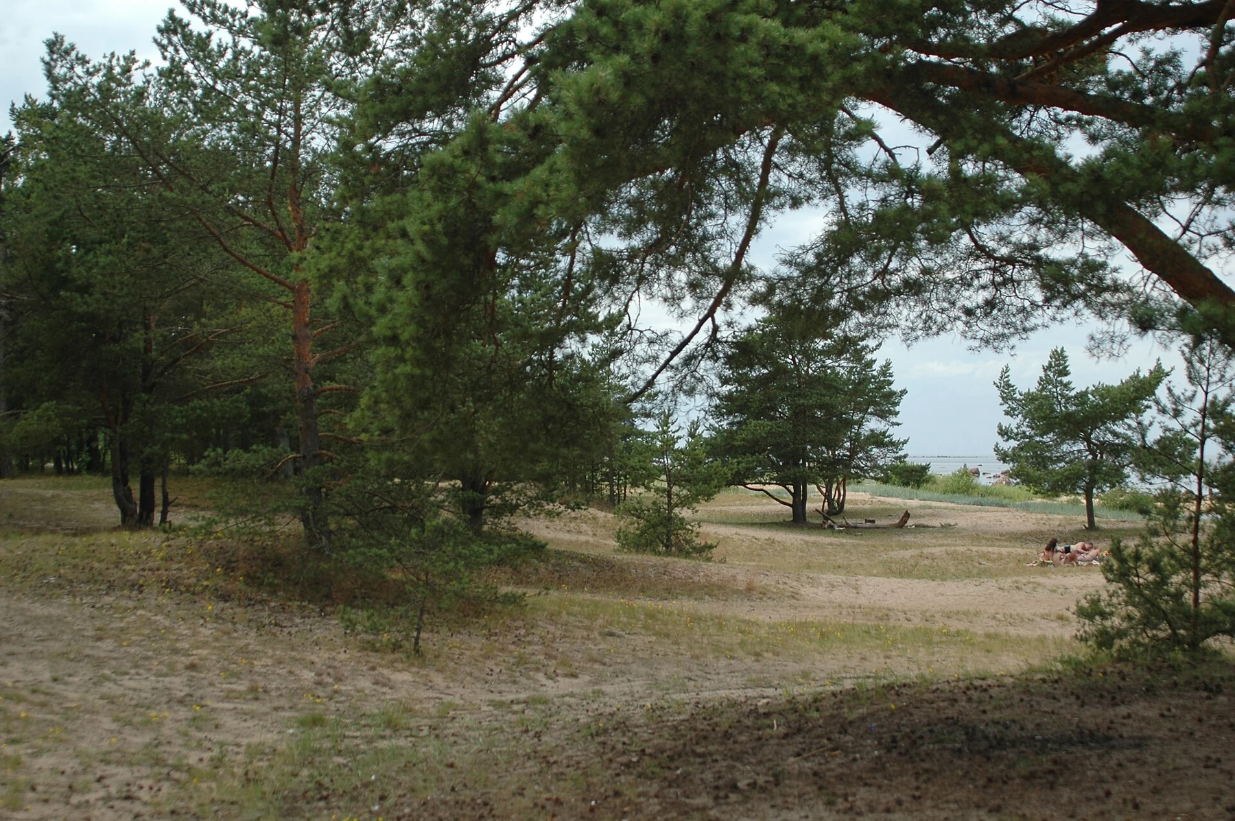 Сосны и песчаные дорожки у побережья Липово. Архивная фотография, 2012 год.
